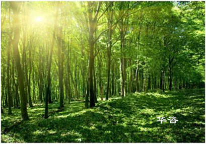 【最新】湖南省加強和規(guī)范建設項目使用林地審核審批管理工作的通知 【最新】湖南省加強和規(guī)范建設項目使用林地審核審批管理工作的通知